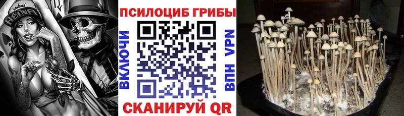 Купить где Вичуга Галлюциногенные грибы Psilocybe